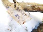 K?hlerschlauch Renault Espace, II 1991.03 - 1996.12 Gebraucht,