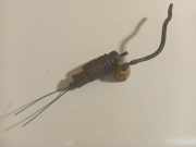 Waschwasserpumpe Scheibenreinigung Audi A4, B6 2000.11 - 2004.11 Gebraucht,