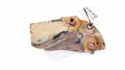 Halter für Motoraufhängung Toyota Corolla Verso, III 2004.05 - 2007 Gebraucht,
