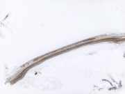 Sto?stangentr?ger hinten Nissan Almera Tino 2003.09 - 2006.12 facelift Gebraucht,