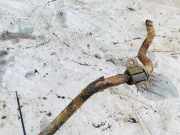 Stabilisator Vorne Mazda Premacy, 1999.01 - 2005.03 Gebraucht,