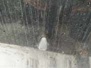 Waschwasserdüse Scheibenreinigung Volvo S60, 2000.01 - 2005.01 Gebraucht,