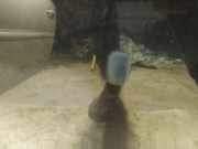 Waschwasserdüse Scheibenreinigung Ford C-MAX, 2003.01 - 2007.06 Gebraucht ,