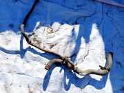 Kühlerschlauch Peugeot 508, 2010.11 - 2018 Gebraucht,