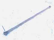 Stabilisator Stabi Hinten Hinterachse Peugeot 807, 2002.06 - 2012.05 Gebraucht,