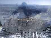 Zierleiste Tür Zier-Schutzleiste - Hinten Linke Chrysler Sebring, II 2001.04 - 2007.06 Gebraucht,