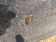 Waschwasserdüse Scheibenreinigung Ford Mondeo, 2007.03 - 2013.06 Gebraucht,