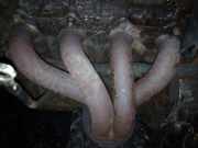 Abgaskrümmer Mitsubishi Carisma, I 1995.07 - 2000.09 Gebraucht ,