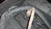 Einspritzdüse Ford Transit, III 2000.01 - 2006.04 Gebraucht,
