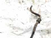 Stabilisator Vorne Renault Clio, 2001.05 - 2004.11 facelift Gebraucht,