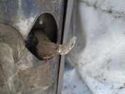 Türfangband Türbremse Türstopper - Vorne Rechts Ford Fiesta, IV 1995.08 - 2000.06 Gebraucht,