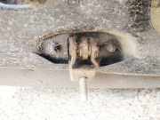 T?rfangband T?rbremse T?rstopper - Hinten Linke Ford Mondeo, 1996.09 - 2000.11 Gebraucht,