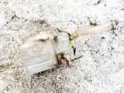 Scheibenwaschbeh?lter Vorne Wischwasserbeh?lter Mitsubishi Outlander, I 2003.01 - 2006.12 HLC37051,