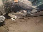 Türfangband Türbremse Türstopper - Hinten Rechts Seat Alhambra, 1996.08 - 2000.05 Gebraucht,