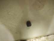 Waschwasserdüse Scheibenreinigung Dodge Caliber, 2006.08 - 2009.01 Gebraucht, uysed