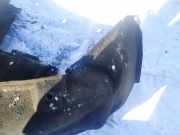 Radhausschale - Hinten Linke Lexus IS, II 2005.10 - 2013.03 Gebraucht ,