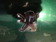 Emblem Peugeot 807, 2002.06 - 2012.05 Gebraucht,
