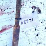 Lenkgetriebe Fiat Ducato, 1994.03 - 2002.04 LLHD, LLHD