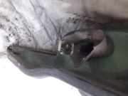 T?rfangband T?rbremse T?rstopper - Hinten Linke Volkswagen Sharan, 7M 2000.04 - 2005.11 facelift Gebraucht,