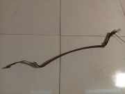 Halteband Kraftstoffbehälter Hyundai Santa Fe, 2000.11 - 2006.03 Gebraucht,