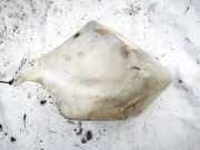 Scheibenwaschbehälter Vorne Wischwasserbehälter Opel Omega, A 1986.09 - 1994.03 Gebraucht,