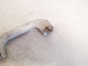 Haltegriff Haltegriff Verdeckgriff - Vorne Rechts Opel Astra, G 1998.09 - 2004.12 Gebraucht,