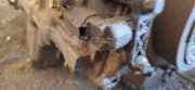 Impulsgeber Kurbelwelle Ford C-MAX, 2011.01 - 2019 Gebraucht,