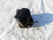 Sto?stangenhalter - Hinten Linke Toyota Previa, 2000.02 - 2006.01 Gebraucht,