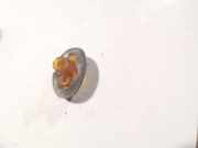 Blinkleuchte Kotflügel - Vorne Rechts Chrysler Voyager, IV 2000.02 - 2008.12 2812302153, 04896023aa