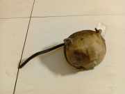 Ausgleichsbehälter Toyota Corolla Verso, III 2004.05 - 2007 164800g020D, 16480-0g020D 5I994A0F