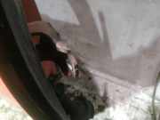 Türscharnier Vorne Citroen DS3, I 2009.01 - 2016.06 Gebraucht,