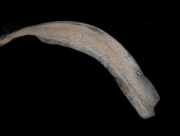 Radhausschale - Vorne Linke Audi 80, B3 1986.06 - 1991.09 893821171,