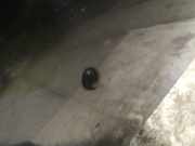 Waschwasserdüse Scheibenreinigung Dacia Logan, I 2009.03 - 2012.10 facelift Gebraucht,