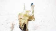 Scheibenwaschbeh?lter Vorne Wischwasserbeh?lter Volvo V40, I 1995.07 - 2000.07 30855249,