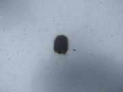 Waschwasserdüse Scheibenreinigung Subaru Forester, I 2000.06 - 2002.06 facelift Gebraucht,