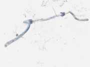 Stabilisator Vorne Ford Transit Connect 2002.06 - 2008.12 Gebraucht,