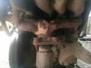 Abgaskrümmer Volkswagen Golf, III 1993.07 - 1999.04 Gebraucht,