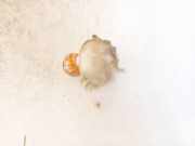 Gl?hbirnenfassung Blinker Peugeot 406, 1995.11 - 1999.03 py21w,