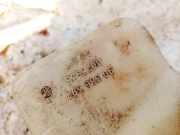 Scheibenwaschbehälter Vorne Wischwasserbehälter Opel Corsa, B 1993.03 - 2000.09 90386397, 0023935