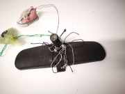 Innenspiegel Rückspiegel Mazda 626, 1997.04 - 2002.10 e8011681,