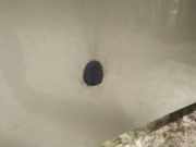 Waschwasserdüse Scheibenreinigung Peugeot 407, 2004.05 - 2010.12 Gebraucht,