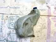 Scheibenwaschbehälter Vorne Wischwasserbehälter Audi A6, C5 1997.01 - 2001.08 Gebraucht,