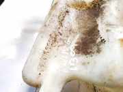 Scheibenwaschbehälter Vorne Wischwasserbehälter Renault Twingo, 1993.03 - 1998.09 7701669817c,