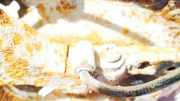 Sensor für ABS - Hinten Linke Opel Astra, J 2009.12 - 2015.06 13324530,