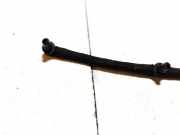 Kraftstoffleitung Fiat Doblo, 2005.10 - 2009.08 Gebraucht,