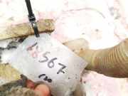 Scheibenwaschbehälter Vorne Wischwasserbehälter Skoda Octavia, II 2004.02 - 2009.03 1k0955453, 1k0955453