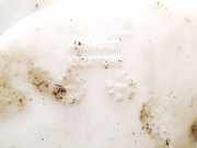 Scheibenwaschbeh?lter Vorne Wischwasserbeh?lter Opel Insignia A, 2008.01 - 2013.01 401140137,13227295