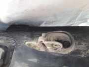 T?rfangband T?rbremse T?rstopper - Hinten Linke Volkswagen Vento 1991.11 - 1999.01 Gebraucht,