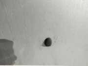 Waschwasserdüse Scheibenreinigung Nissan Almera, N15 1995.07 - 1998.06 Gebraucht,