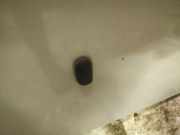 Waschwasserdüse Scheibenreinigung Ford Focus, 2004.11 - 2008.06 Gebraucht,